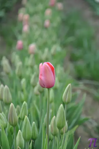 A single, focused, pink tulip on front of green stems unsprouted